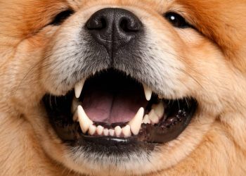 Mal aliento en mascotas: Señal de alerta y no se soluciona solo con snacks dentales