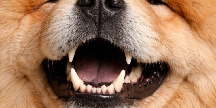 Mal aliento en mascotas: Señal de alerta y no se soluciona solo con snacks dentales