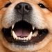 Mal aliento en mascotas: Señal de alerta y no se soluciona solo con snacks dentales
