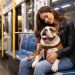 Subte pet friendly en Buenos Aires: Cómo viajar con perros y gatos