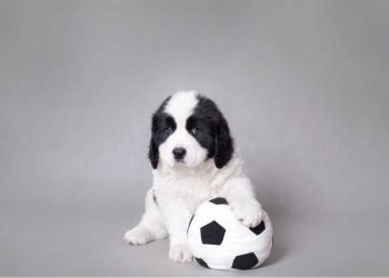 Cómo una marca une mascotas y fútbol para vender Mundial 2026