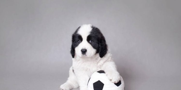 Cómo una marca une mascotas y fútbol para vender Mundial 2026