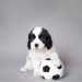 Cómo una marca une mascotas y fútbol para vender Mundial 2026