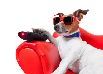 Soluciones digitales ayudan mascotas solas durante largas jornadas diarias