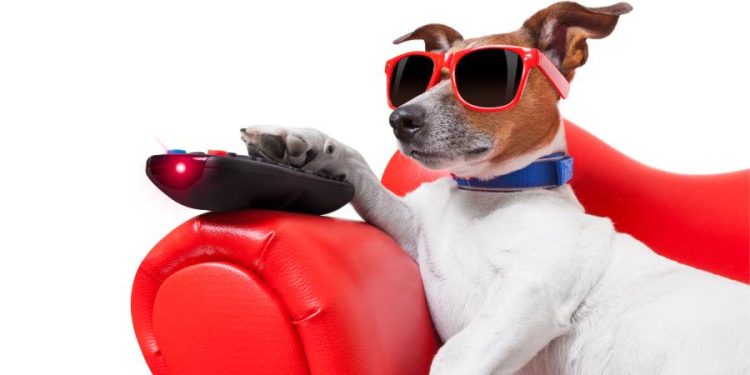 Soluciones digitales ayudan mascotas solas durante largas jornadas diarias