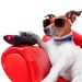 Soluciones digitales ayudan mascotas solas durante largas jornadas diarias