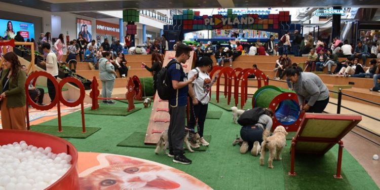 Amor y mascotas transforman Plaza Imperial