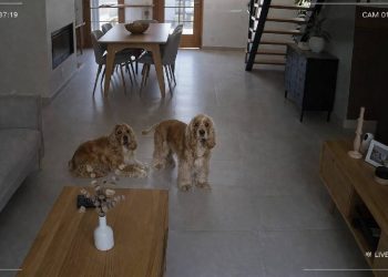 Cámaras de vigilancia para mascotas: Cómo funcionan y por qué son tendencia