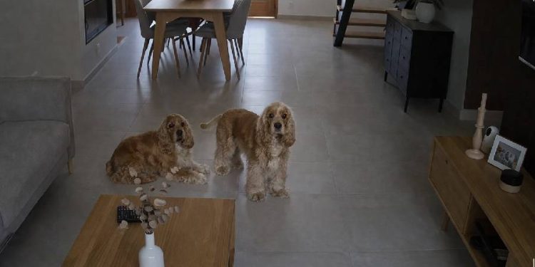 Cámaras de vigilancia para mascotas: Cómo funcionan y por qué son tendencia