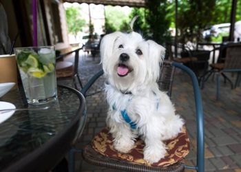 Tijuana con concepto pet-friendly: Veterinaria con cafetería para dueños y mascotas