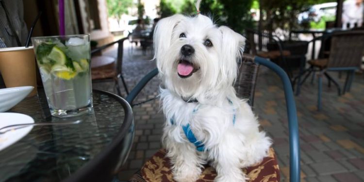 Tijuana con concepto pet-friendly: Veterinaria con cafetería para dueños y mascotas