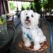 Tijuana con concepto pet-friendly: Veterinaria con cafetería para dueños y mascotas