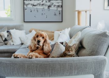 Pascua de Resurrección: los huevitos de chocolate son un riesgo para perros y gatos