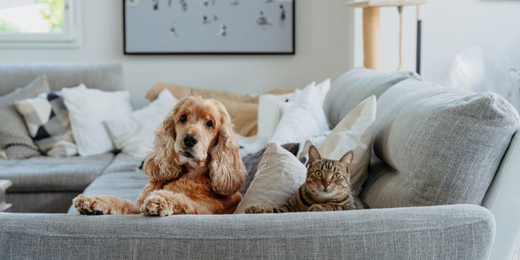 Pascua de Resurrección: los huevitos de chocolate son un riesgo para perros y gatos