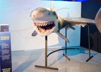 Tiburones y arte, la exposición que busca despertar conciencia ambiental en Medellín