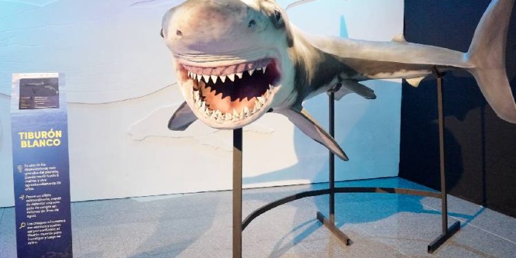 Tiburones y arte, la exposición que busca despertar conciencia ambiental en Medellín