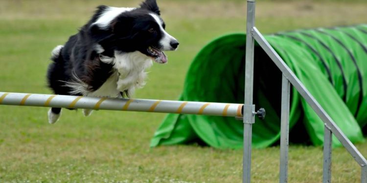 Holea impulsa la conexión entre mascotas y la comunidad con concurso