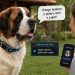 China desarrolla collar inteligente que promete traducir emociones y sonidos de mascotas domésticas
