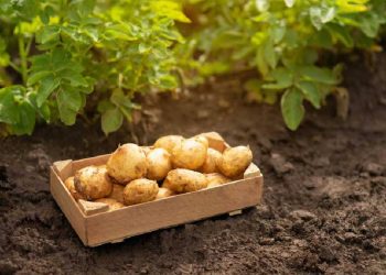 Patata Nueva de España: Claves para afrontar los desafíos del sector