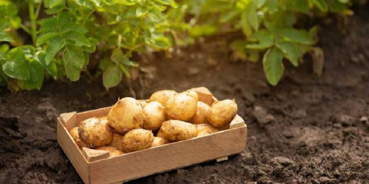 Patata Nueva de España: Claves para afrontar los desafíos del sector