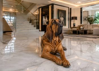 Diseño pet friendly: Cómo perros y gatos transforman los hogares modernos