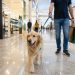 Centro comercial La Sierra convierte mascotas en protagonistas de comunidad