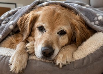 perros mayores