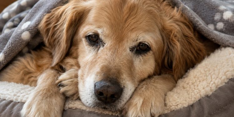 perros mayores