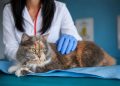 veterinarios