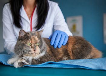 veterinarios