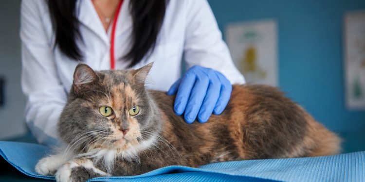veterinarios