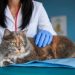 veterinarios