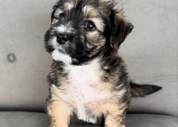 Día Mundial del Perro