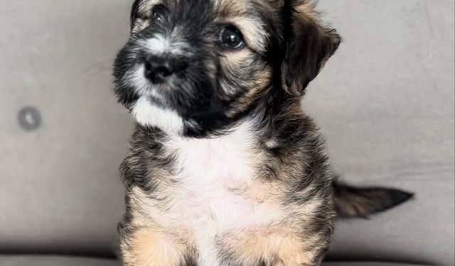 Día Mundial del Perro