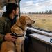 Renfe amplía viajes con perros grandes en todos sus trenes desde julio de 2026