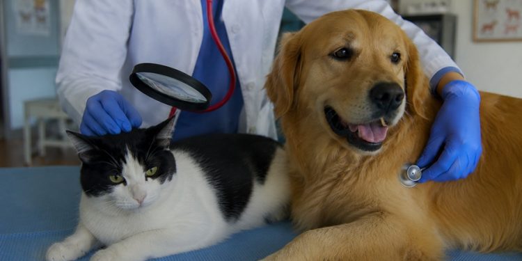 mascotas problemas en la piel